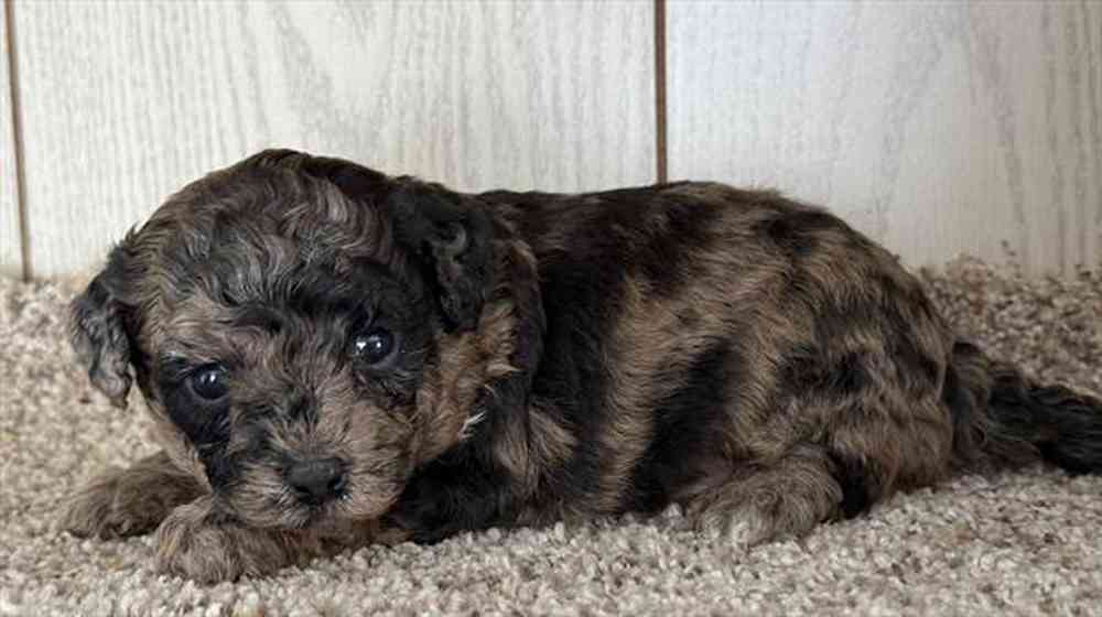 Image of a pet breed in the gallery