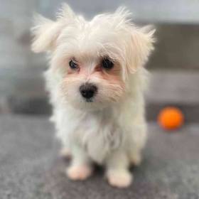 Maltese