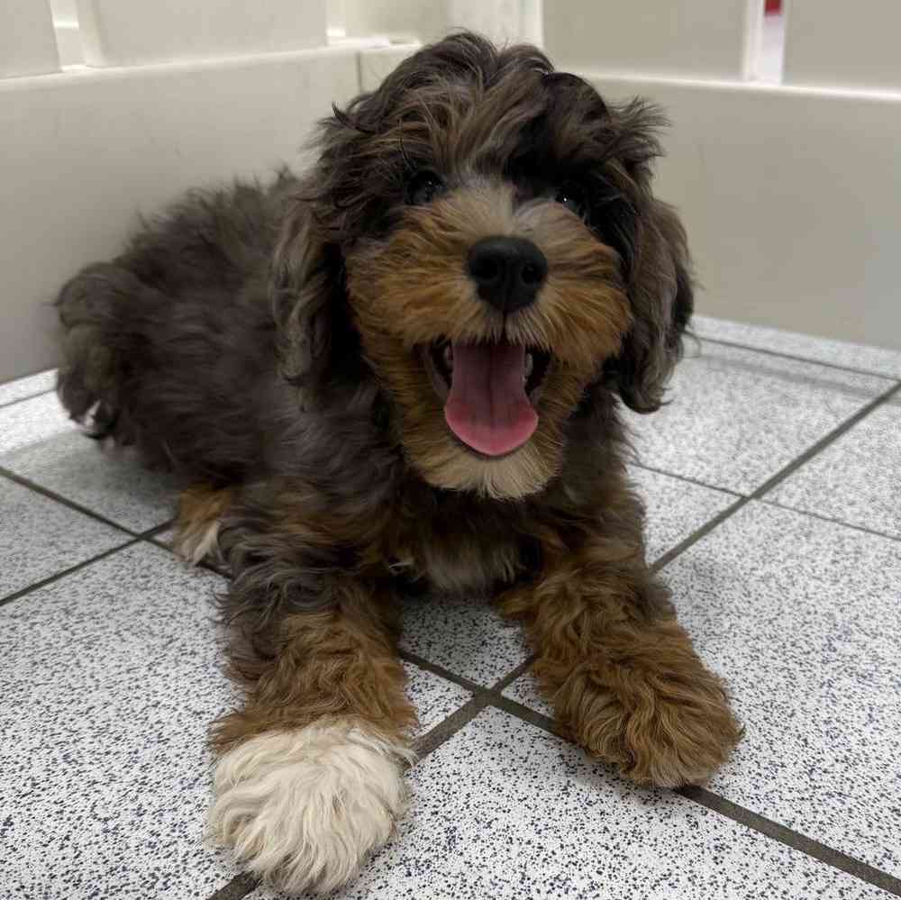 Image of a pet breed in the gallery