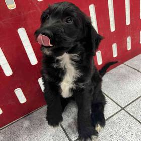 Mini Bernedoodle