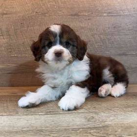 Mini Aussiedoodle