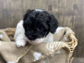 Havanese