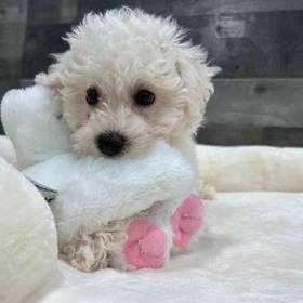 Bichon Frise