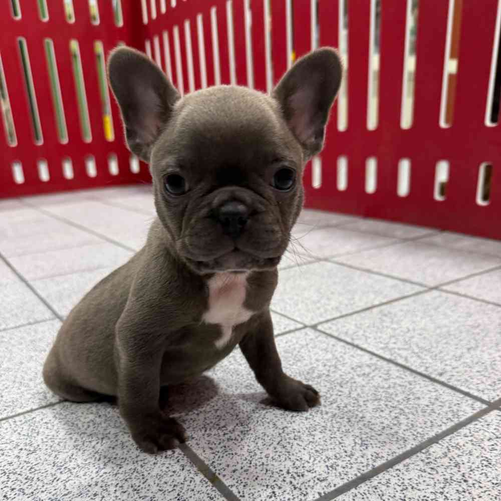 Image of a pet breed in the gallery