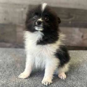 Pomeranian