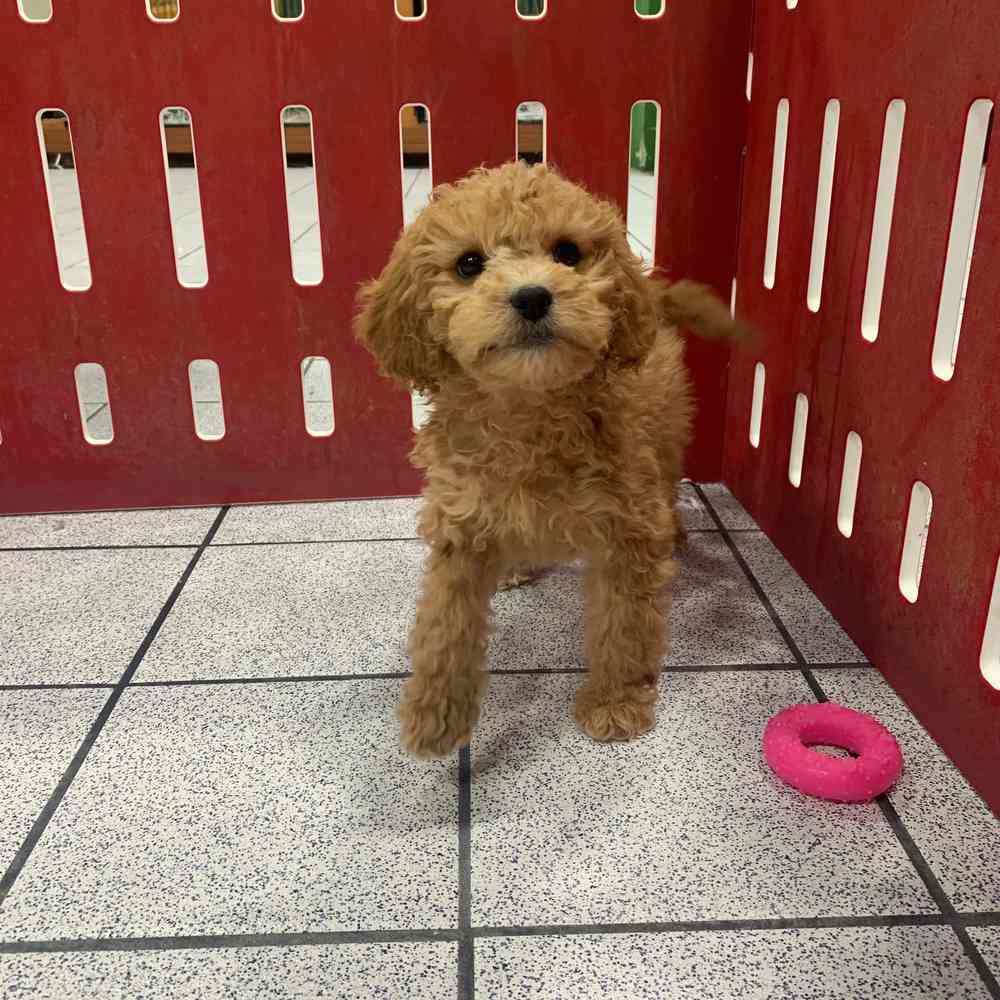 Maggie, Female Cavapoo Puppy for sale in Troy