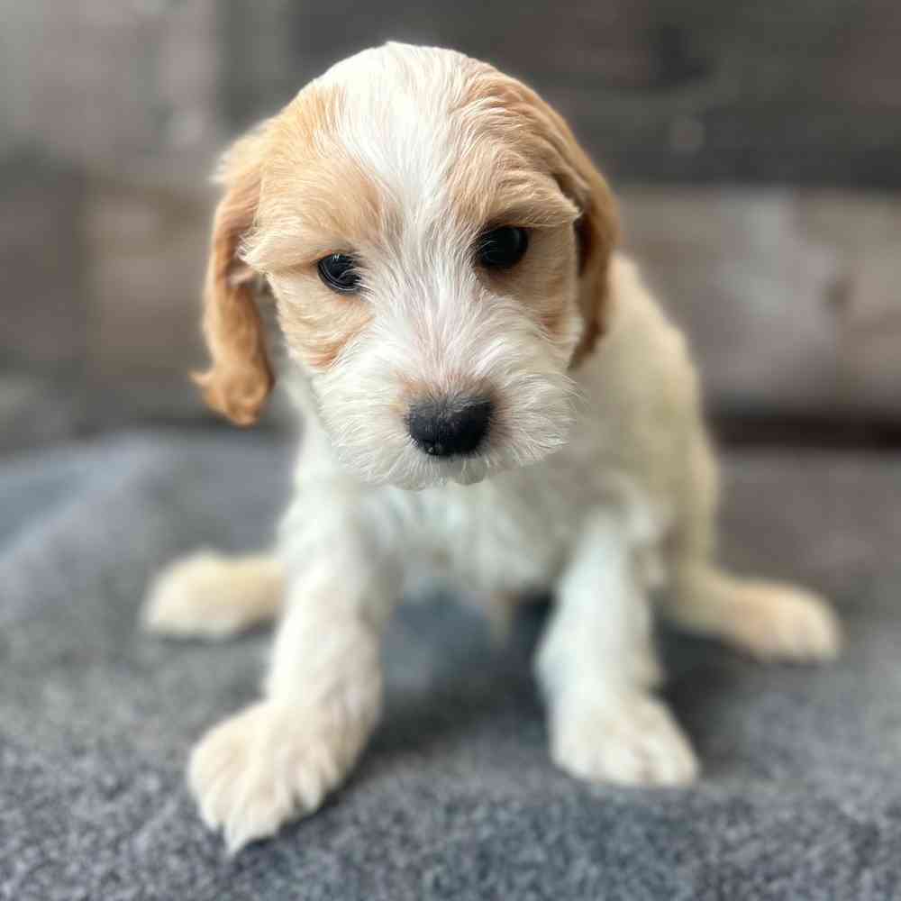 pet breed image