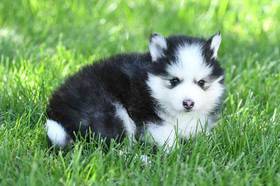 Pomsky