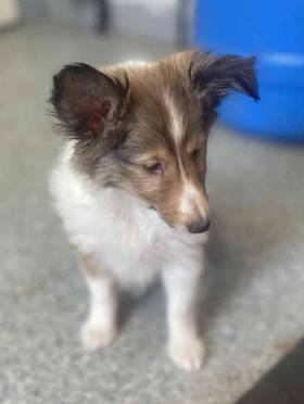 Sheltie