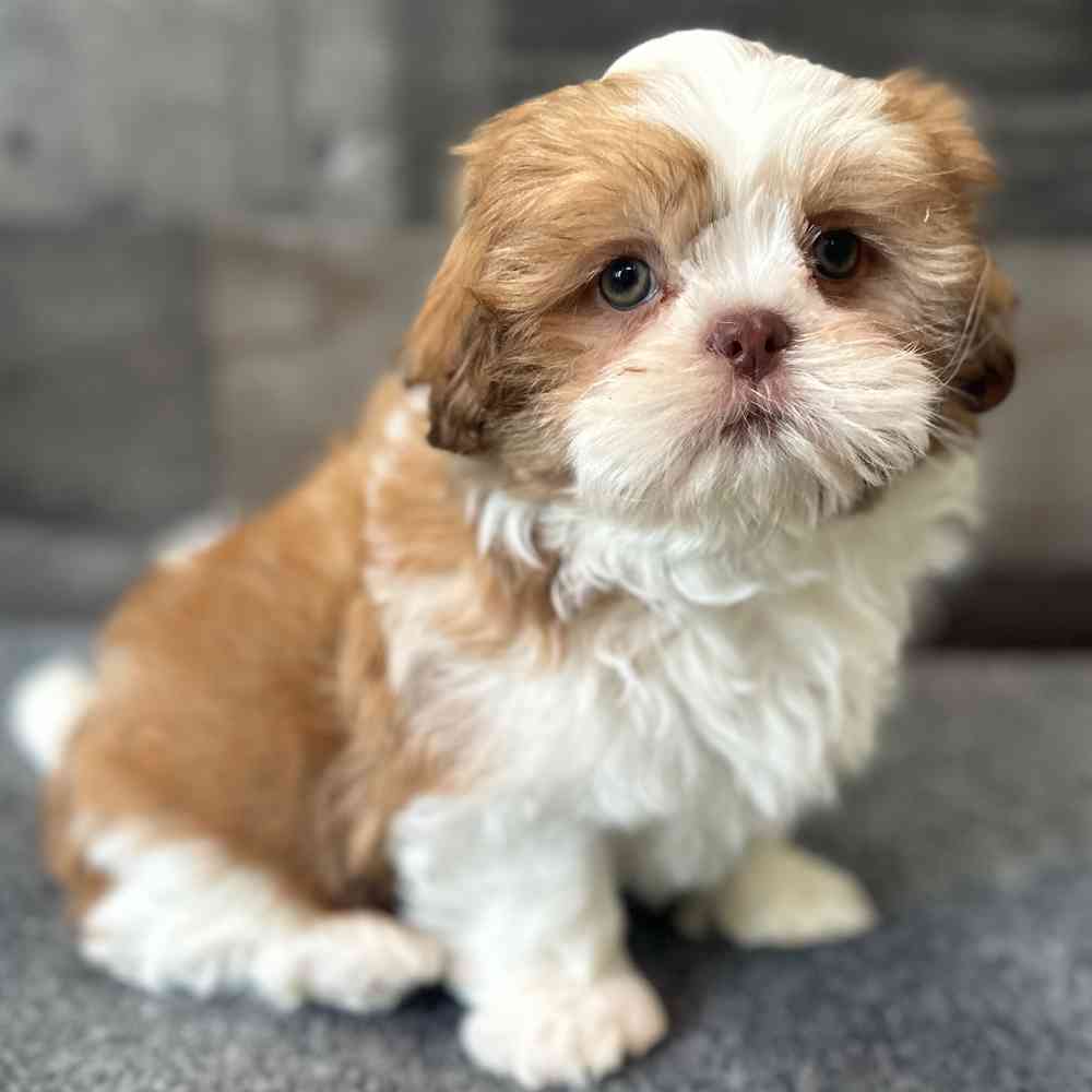 Image of a pet breed in the gallery