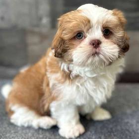 Shih Tzu