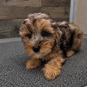 Yorkie-Poo