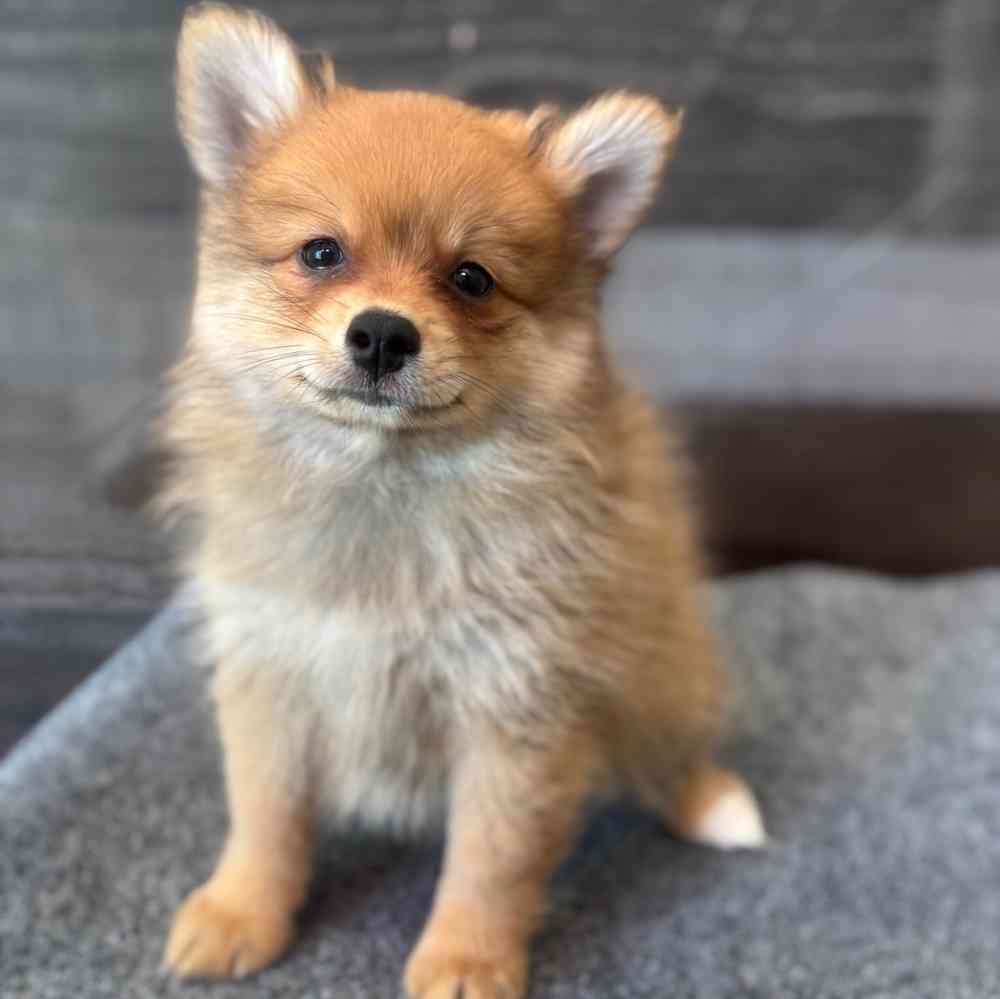 pet breed image