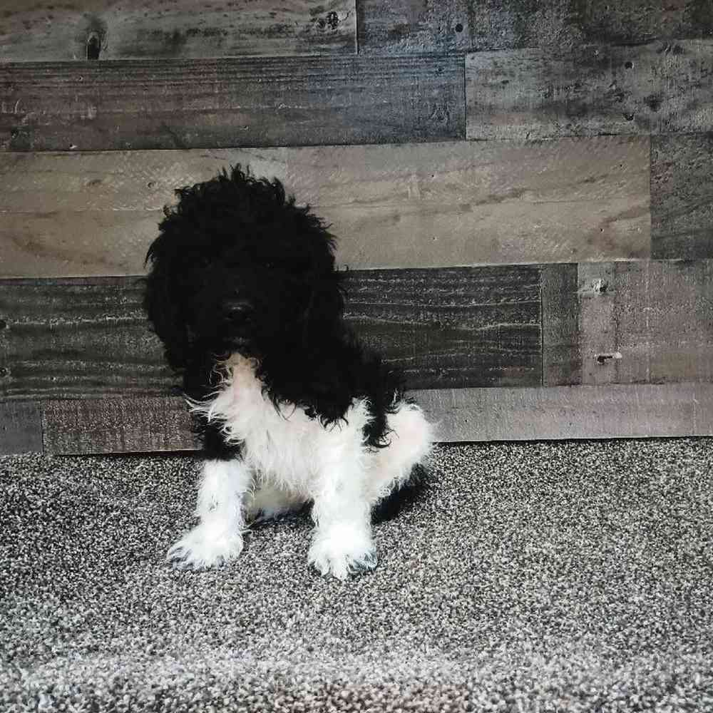Male Cavapoo Puppy for Sale in Troy, MI