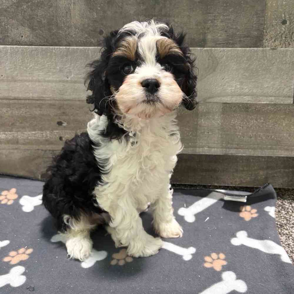 Image of a pet breed in the gallery