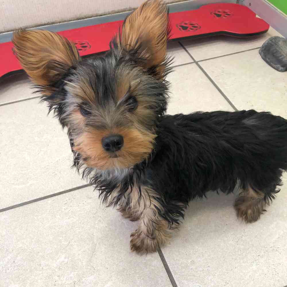 Yorkie