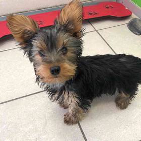 Yorkie