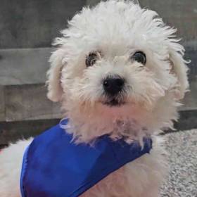 Bichon Frise