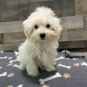Maltese