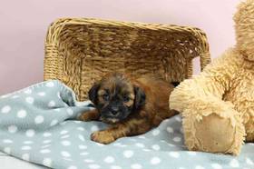 Shihpoo
