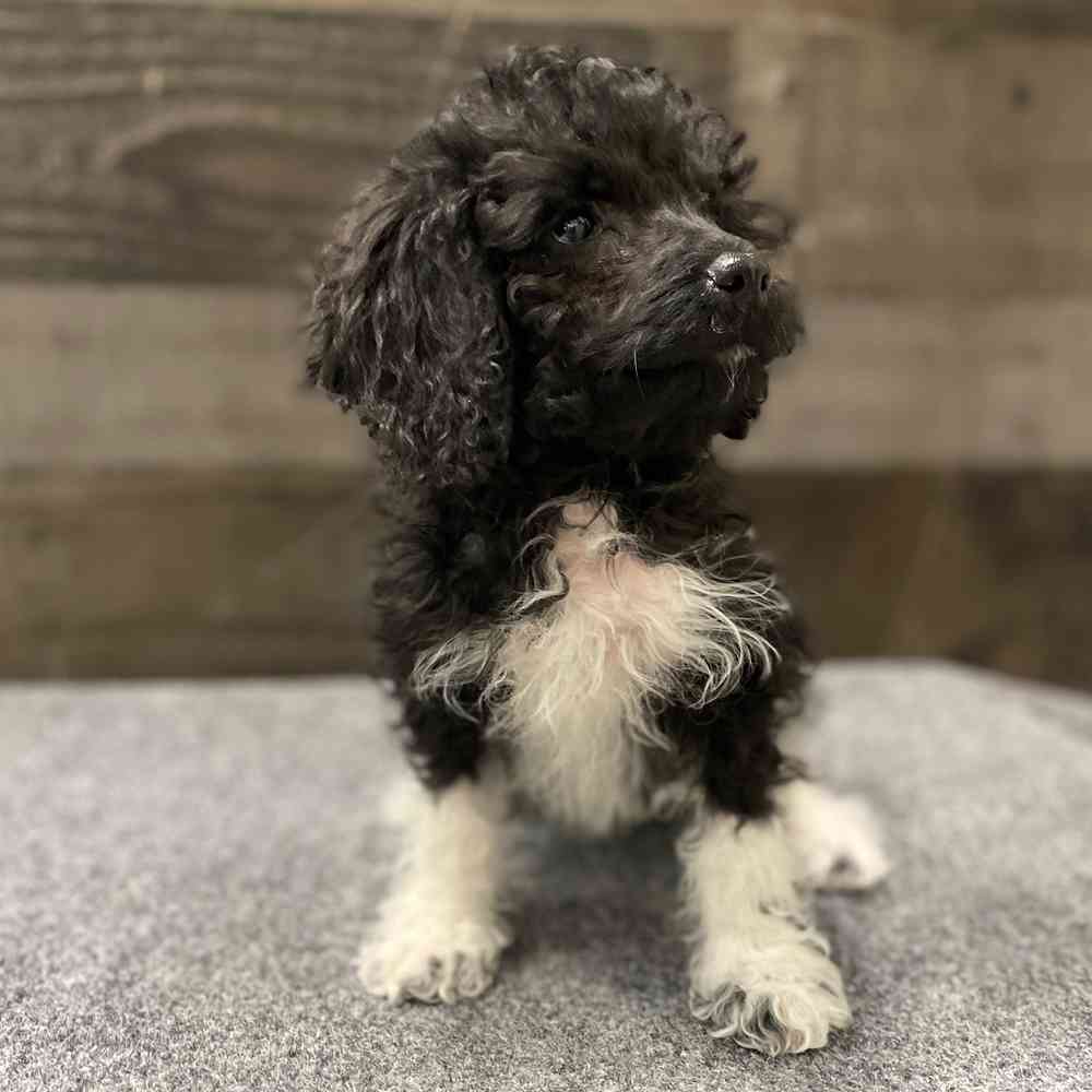 Image of a pet breed in the gallery
