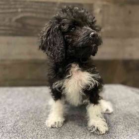 Cavapoo