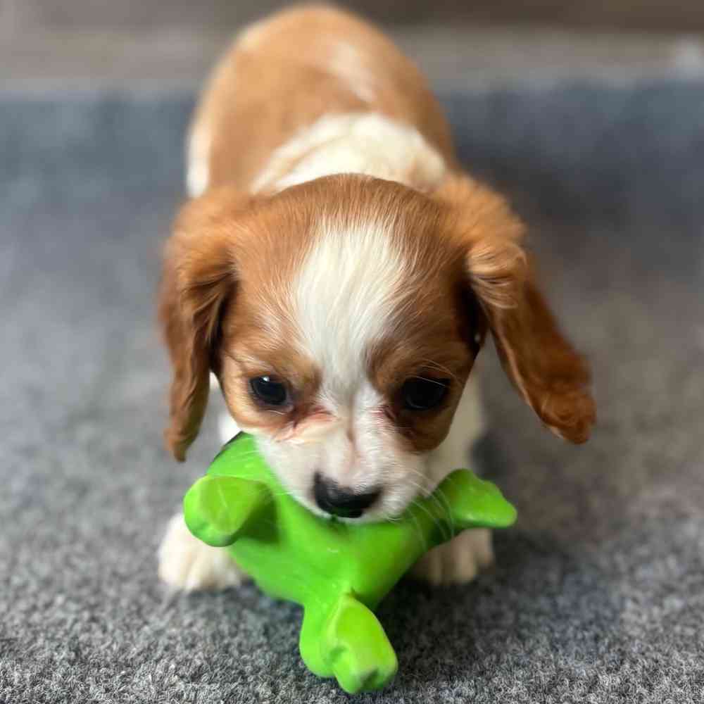 pet breed image