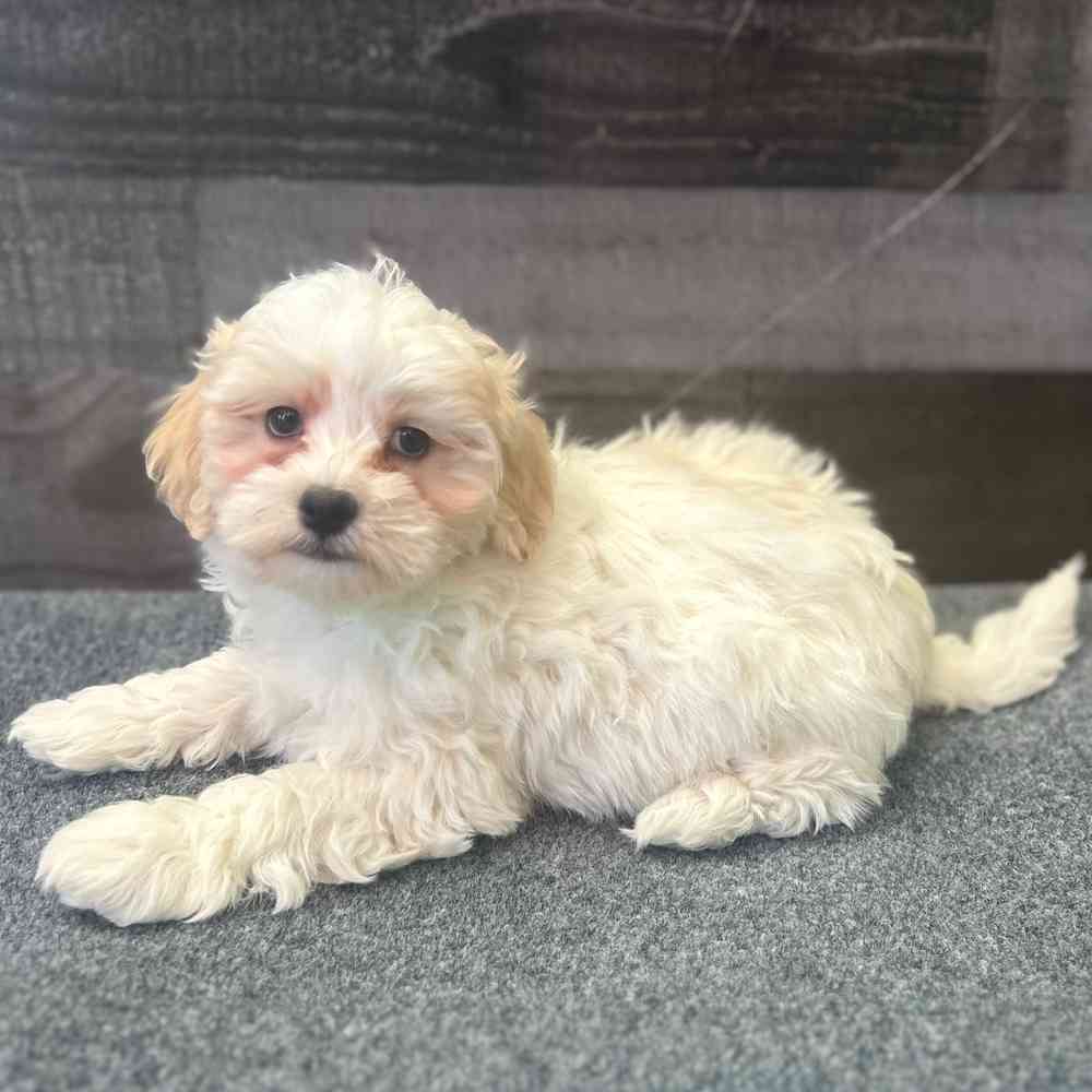 Image of a pet breed in the gallery