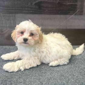 Maltipoo
