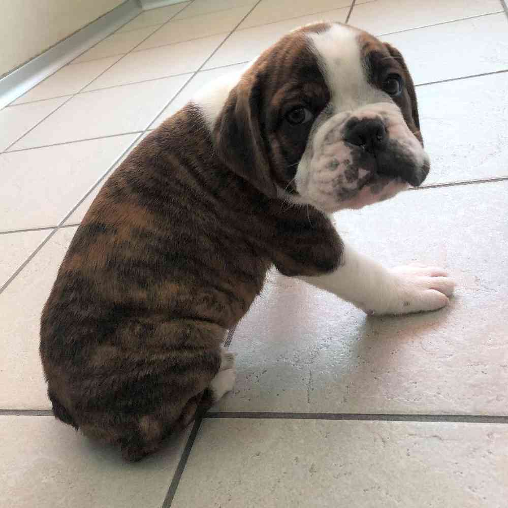 Male Bodoggle Puppy for sale