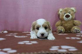 Cavachon