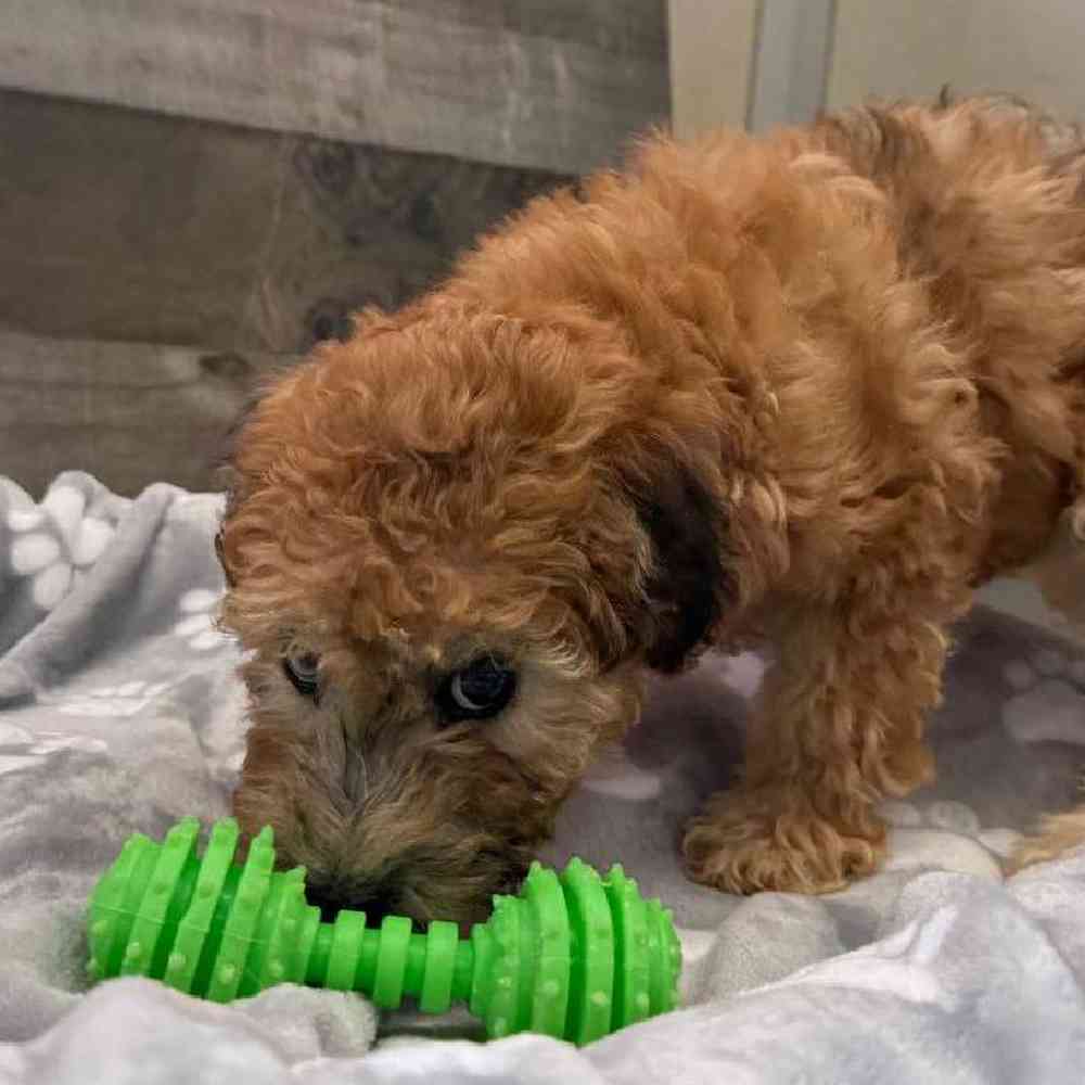Female Whoodle Puppy for Sale in Troy, MI