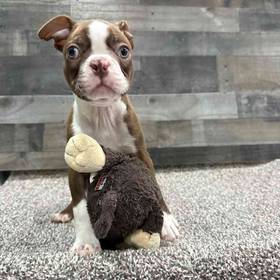 Boston Terrier