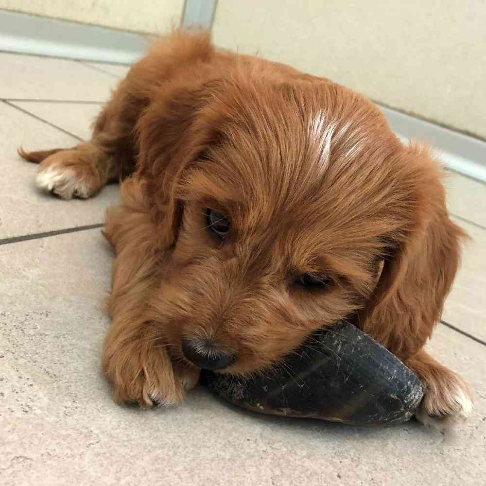 Female Cava Doodle Puppy for sale