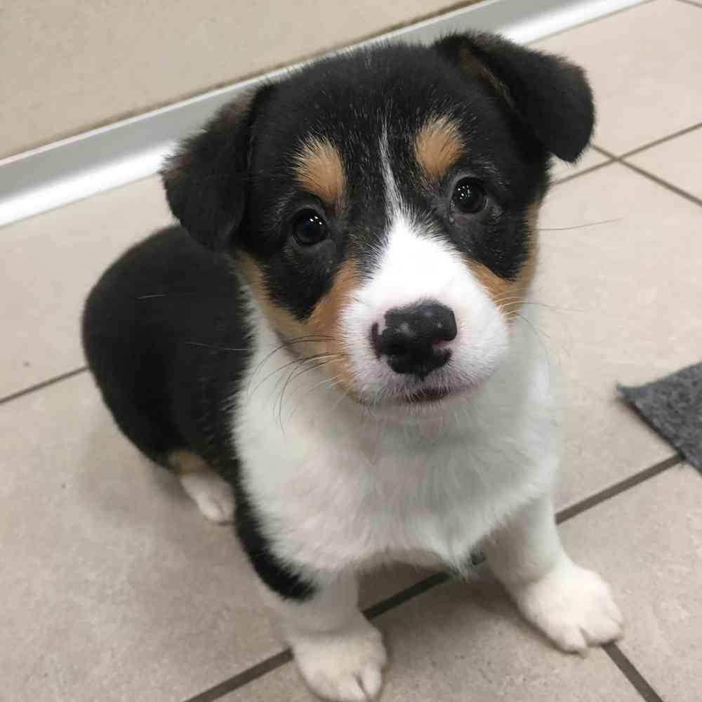 Image of a pet breed in the gallery