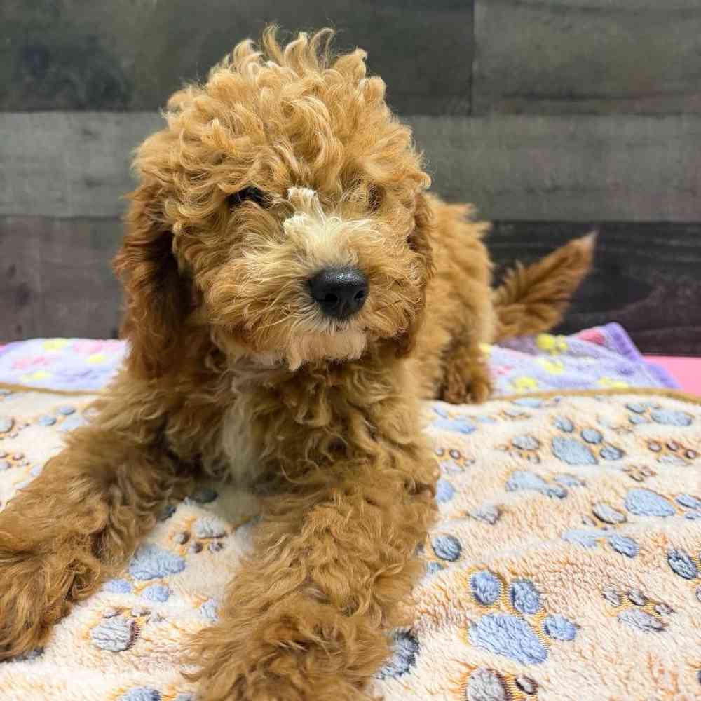 Image of a pet breed in the gallery