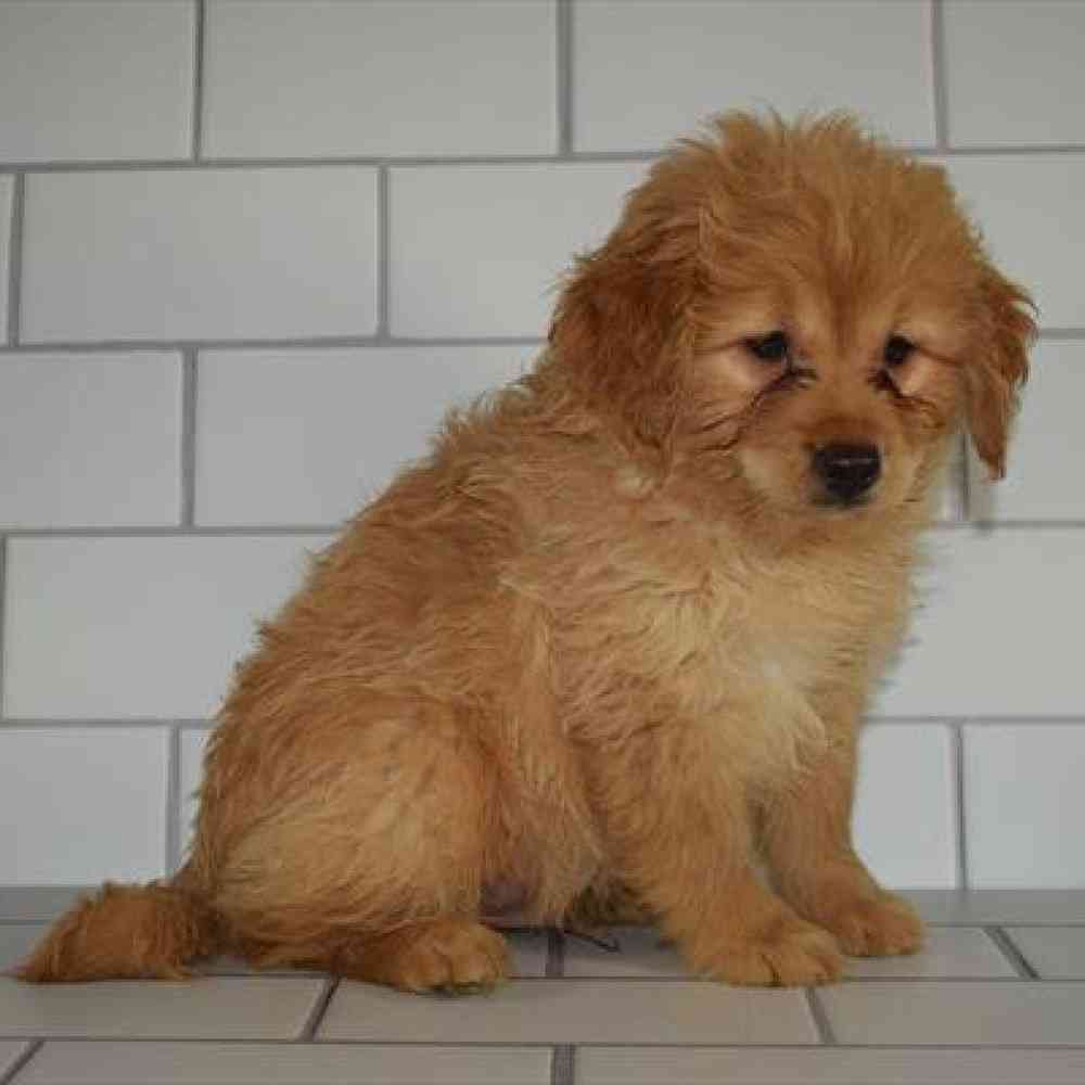 Male Toy Poodle/Labrador Retriever Puppy for sale