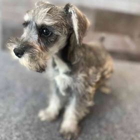 Mini Schnauzer