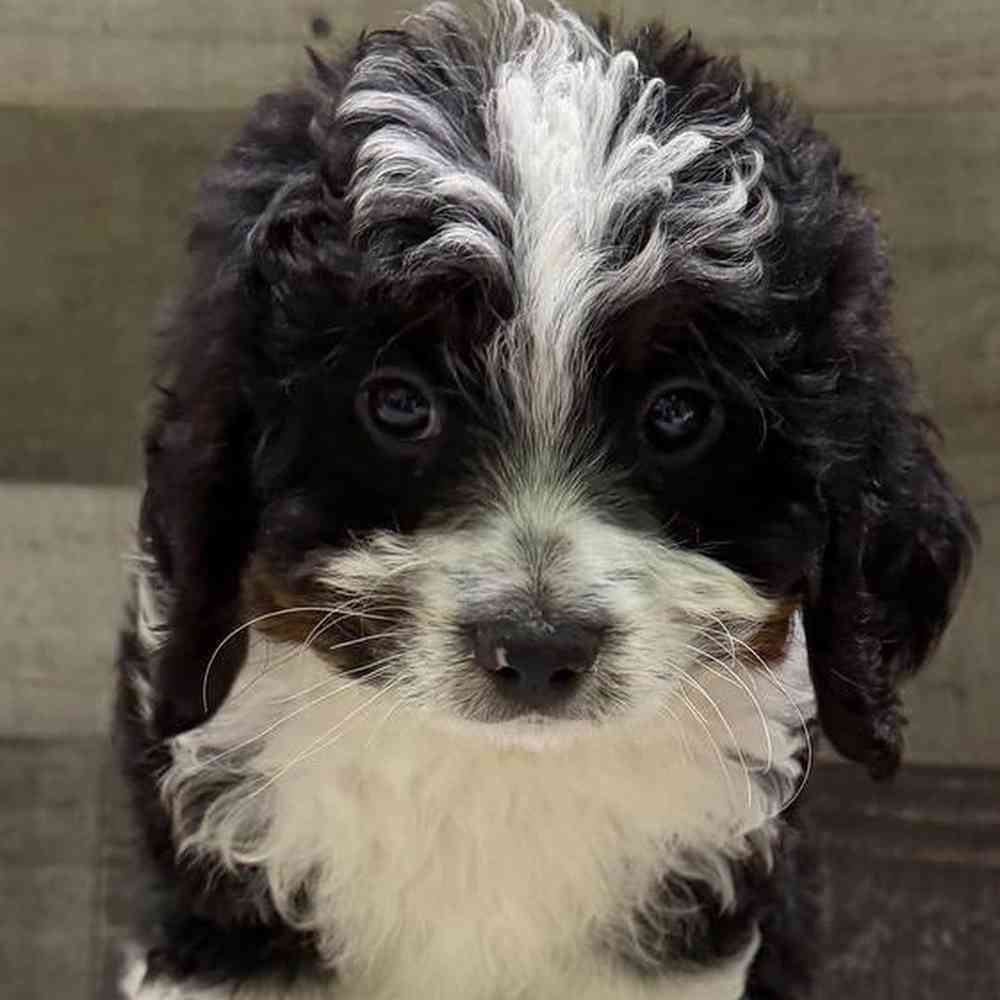 Image of a pet breed in the gallery