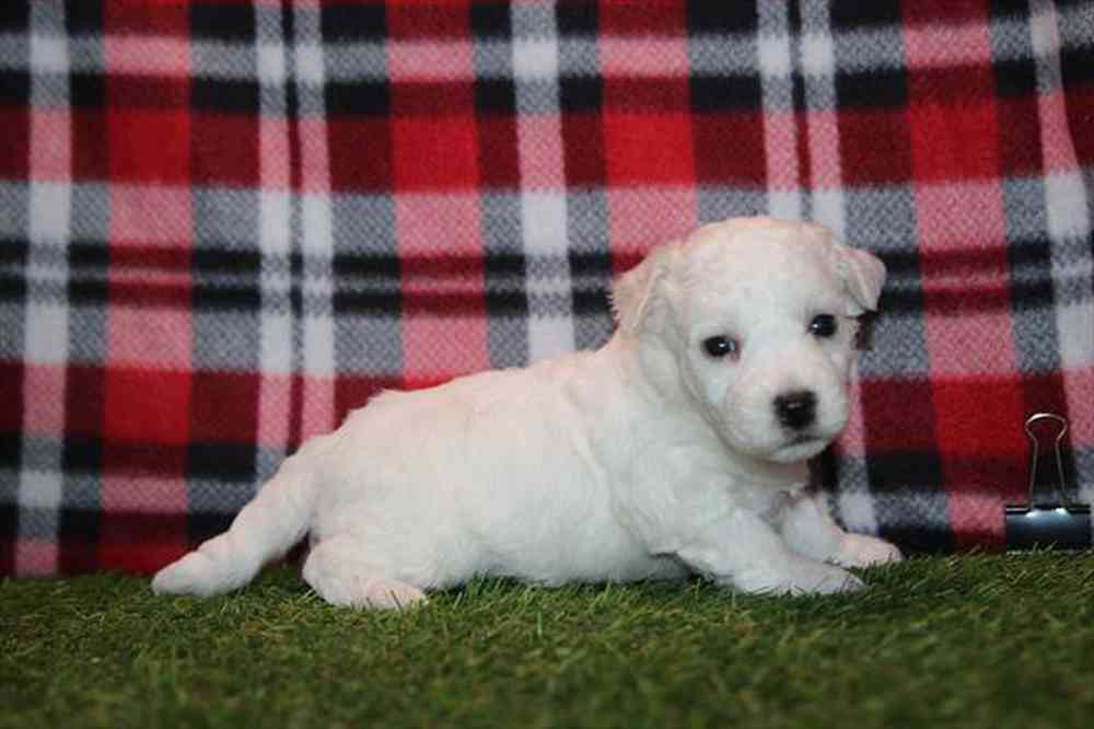 pet breed image