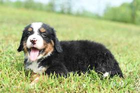 Bernese Mountain Dog