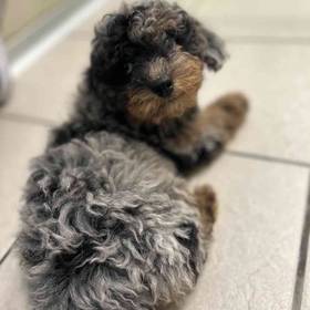 Mini Poodle