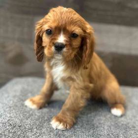 Cavalier King Charles Spaniel