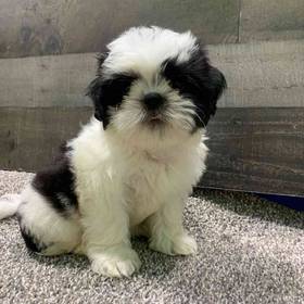 Shih Tzu