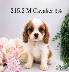 Cavalier King Charles Spaniel