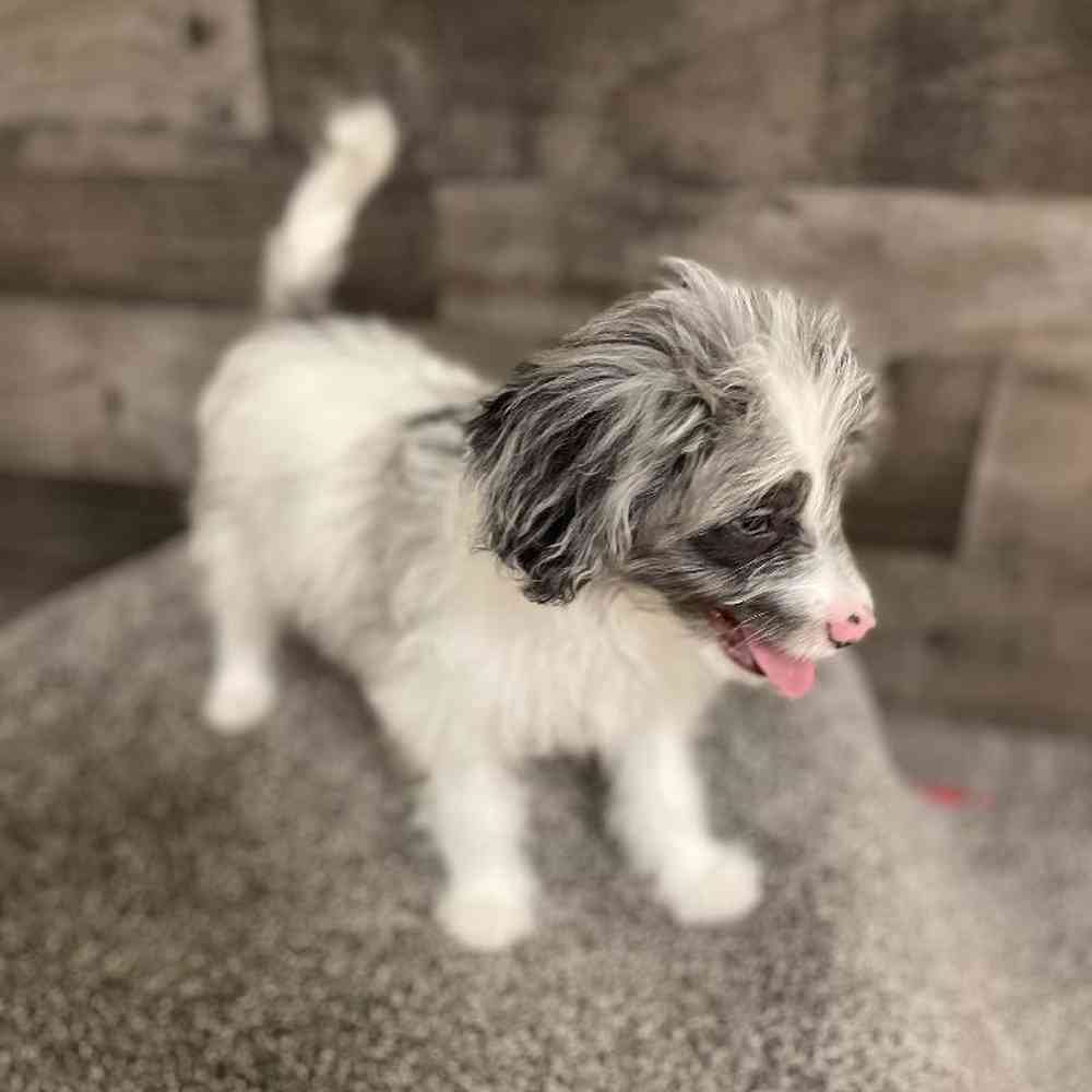 Male Papidoodle Puppy for Sale in Flint, MI