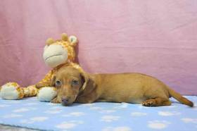 Dachshund