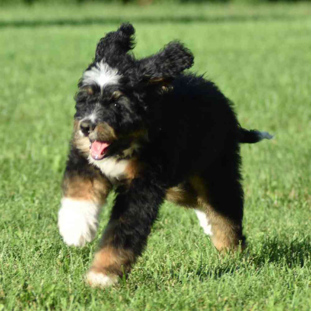 Male Mini Bernedoodle Puppy for sale