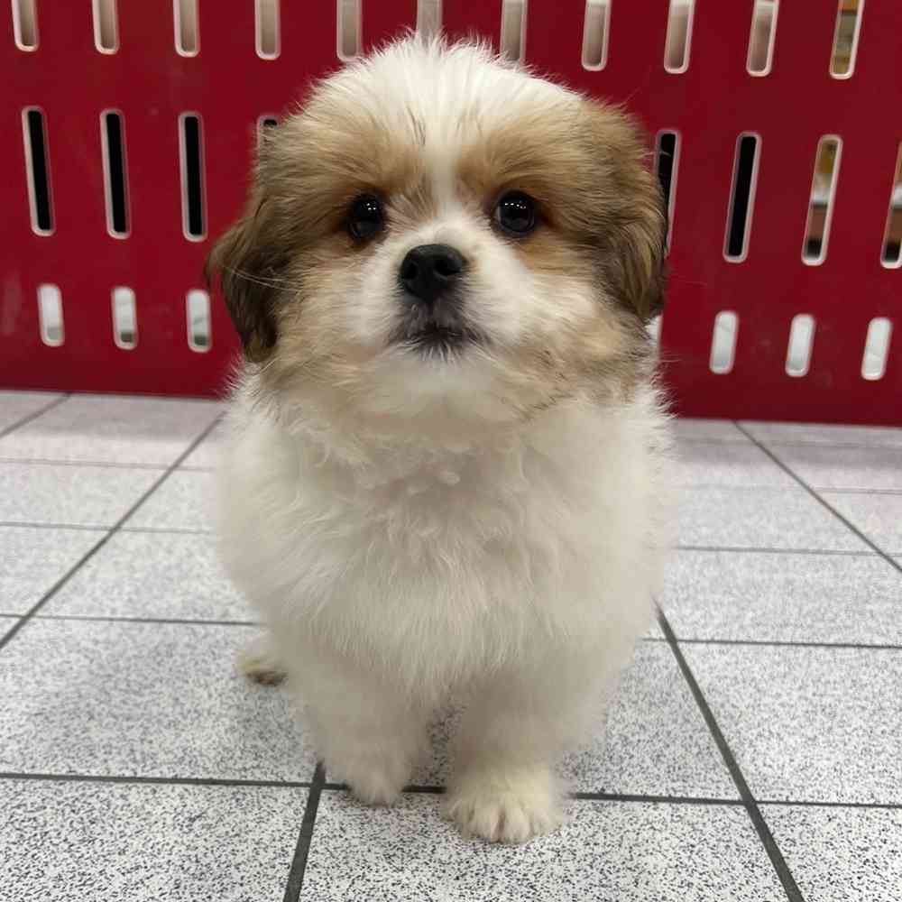 Pom shih tzu mix for sales sale