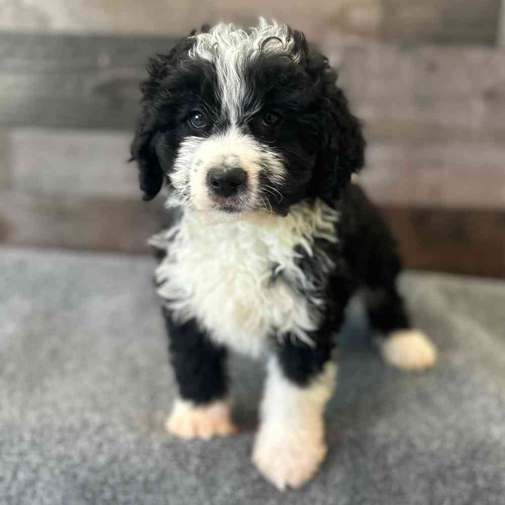 Image of a pet breed in the gallery